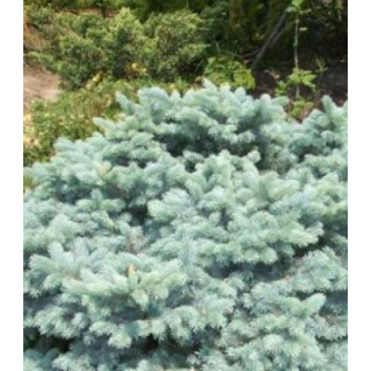 Ель Голубая Колючая Erich Flahm Ель Голубая Колючая Erich Flahm