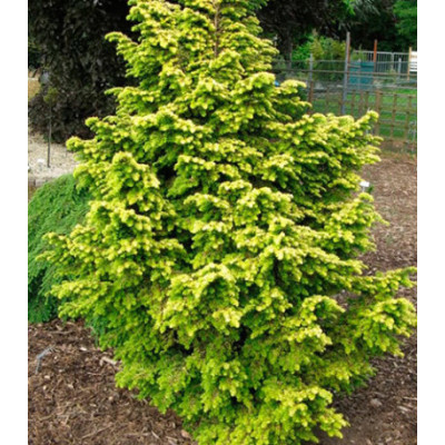 Тсуга Канадская Everitt Golden