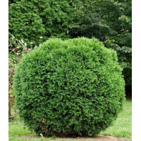 Туя Западная Hoveyi