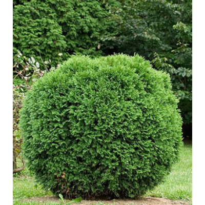 Туя Западная Hoveyi