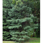 Пихта Одноцветная Violacea Пихта Одноцветная Violacea