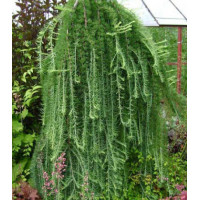 Лиственница Кэмпфера Stiff Weeping