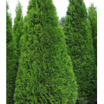 Туя Западная Smaragd Туя Западная Smaragd