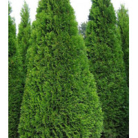 Туя Западная Smaragd