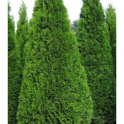 Туя Западная Smaragd