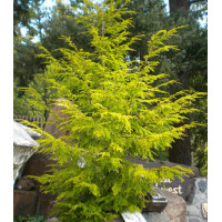 Тсуга Канадская Aurea