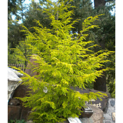 Тсуга Канадская Aurea
