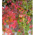 Виноград девичий пятилисточковый Дон Жуан Виноград девичий пятилисточковый Дон Жуан