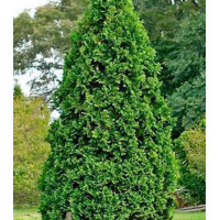 Туя Западная Douglasii Pyramidalis