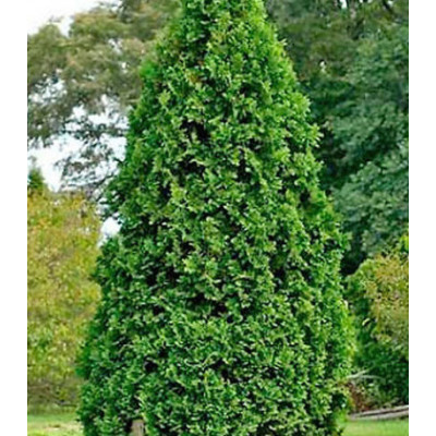 Туя Западная Douglasii Pyramidalis