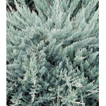 Можжевельник Горизонтальный Blue Chip Можжевельник Горизонтальный Blue Chip