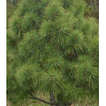 Кедр Сибирский Кедр Сибирский