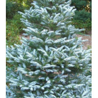 Пихта Корейская Silberlocke