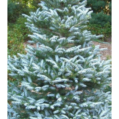 Пихта Корейская Silberlocke