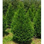 Туя Складчатая Can-Can Туя Складчатая Can-Can