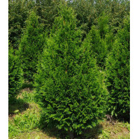 Туя Складчатая Can-Can