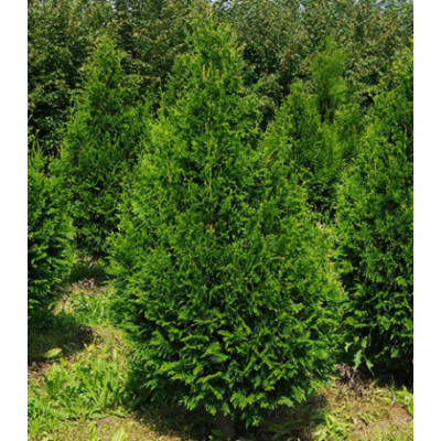 Туя Складчатая Can-Can