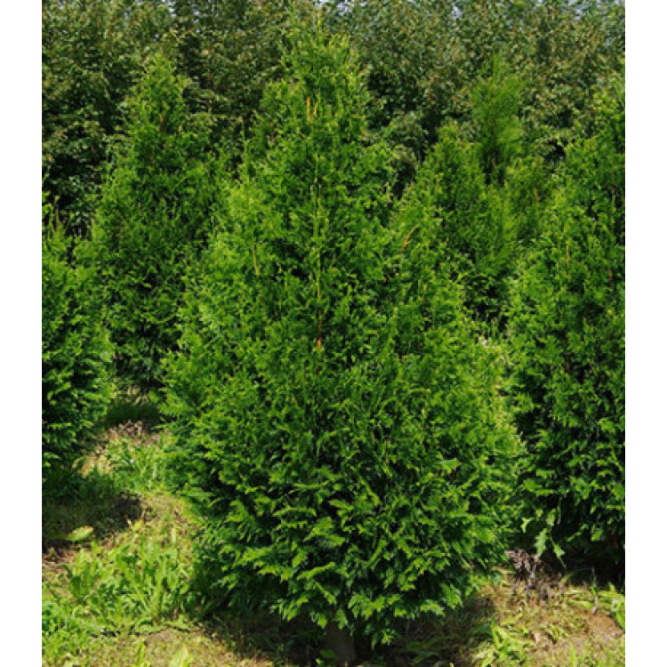 Туя Складчатая Can-Can Туя Складчатая Can-Can