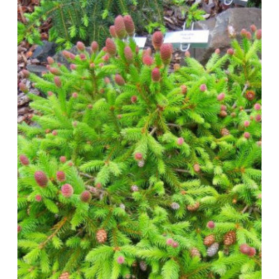 Ель Обыкновенная Европейская Pusch