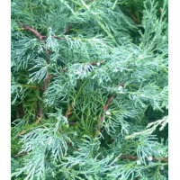 Можжевельник Виргинский