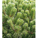 Сосна Горная Gnom Findling Сосна Горная Gnom Findling