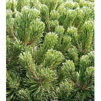 Сосна Горная Gnom Findling