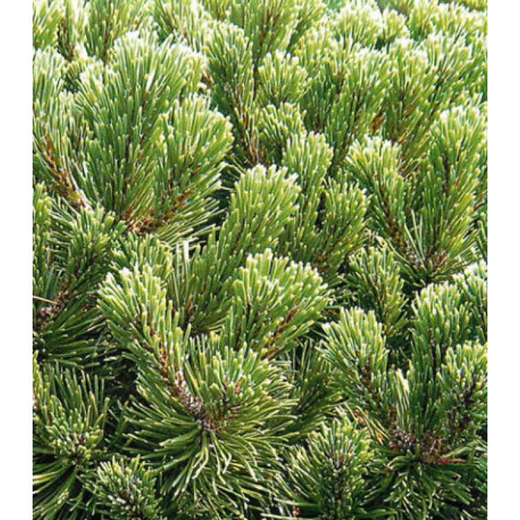 Сосна Горная Gnom Findling Сосна Горная Gnom Findling