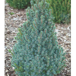 Ель Канадская Сизая Sander's Blue Ель Канадская Сизая Sander's Blue