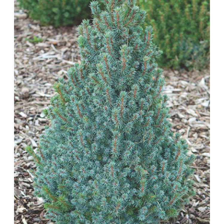 Ель Канадская Сизая Sander's Blue Ель Канадская Сизая Sander's Blue