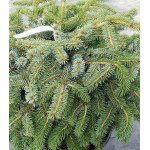 Ель Лутца Ель Лутца