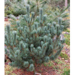 Сосна Белая Японская Сосна Белая Японская