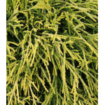 Кипарисовик Горохоплодный Sungold Кипарисовик Горохоплодный Sungold