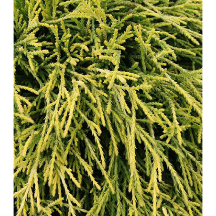 Кипарисовик Горохоплодный Sungold Кипарисовик Горохоплодный Sungold