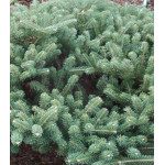 Пихта Корейская Blauer Pfiff Пихта Корейская Blauer Pfiff