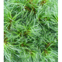Сосна Веймутова Green Twist