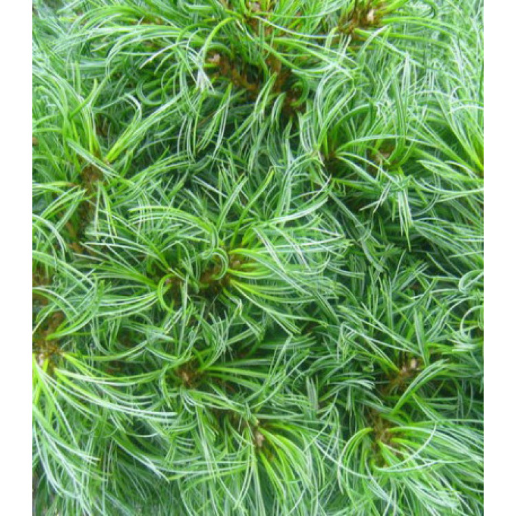 Сосна Веймутова Green Twist Сосна Веймутова Green Twist