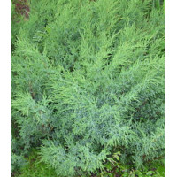 Можжевельник Саржента