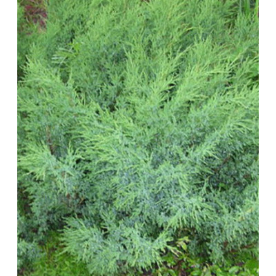 Можжевельник Саржента