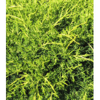 Можжевельник Китайский Old Gold