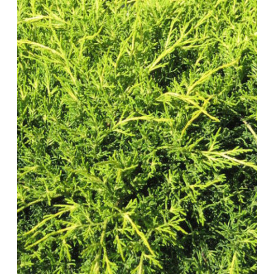 Можжевельник Китайский Old Gold