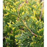 Туя Западная Aureospicata Туя Западная Aureospicata