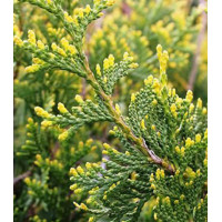 Туя Западная Aureospicata