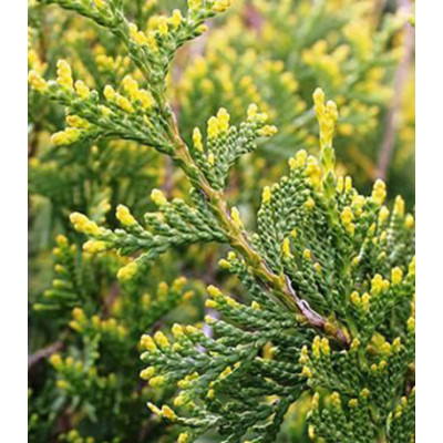 Туя Западная Aureospicata