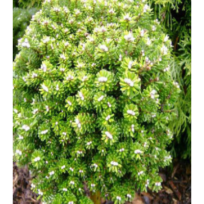 Пихта Корейская Silberzwerg