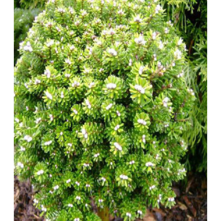 Пихта Корейская Silberzwerg Пихта Корейская Silberzwerg