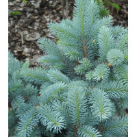 Ель Голубая Колючая Hoto