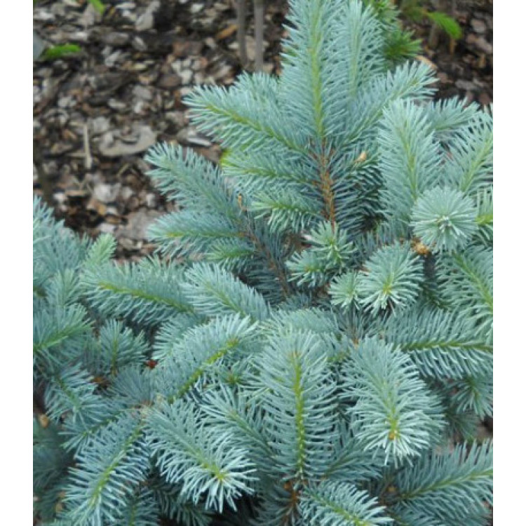 Ель Голубая Колючая Hoto Ель Голубая Колючая Hoto