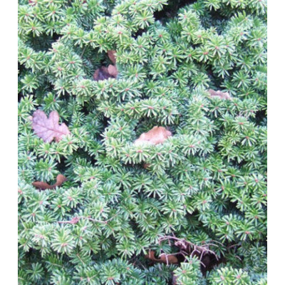 Пихта Бальзамическая Hudsonia