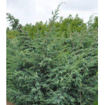 Можжевельник Китайский Blue Alps Можжевельник Китайский Blue Alps