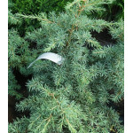 Тсуга Горная Тсуга Горная